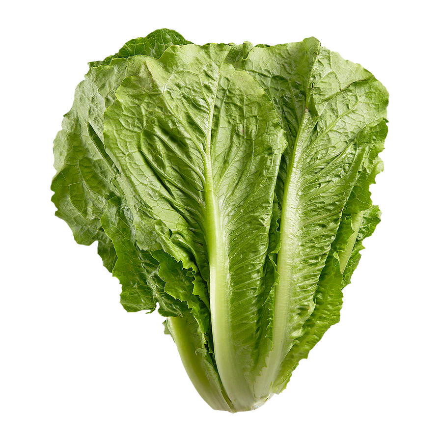 Lettuce Romain